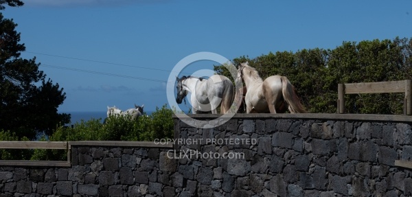 Patio Ecolodge Faial Azores