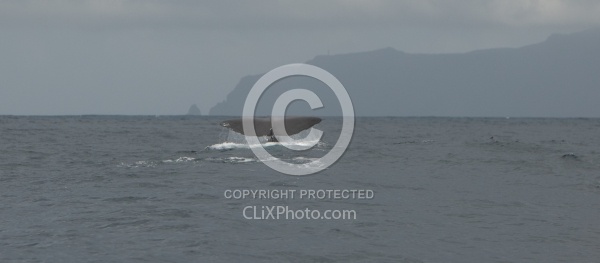 Whale Watching Azores