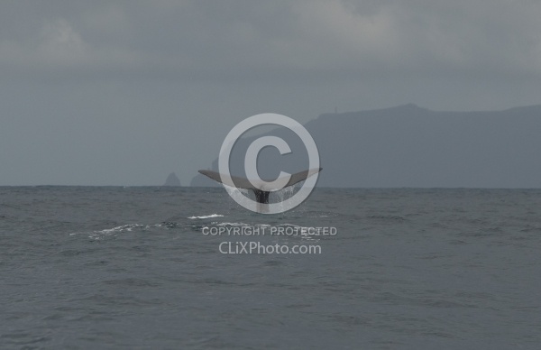 Whale Watching Azores