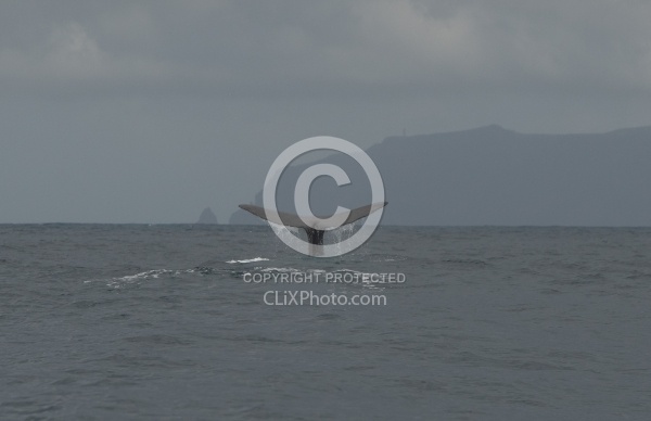 Whale Watching Azores