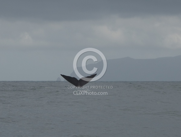 Whale Watching Azores