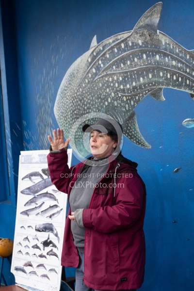 Whale Watching Azores