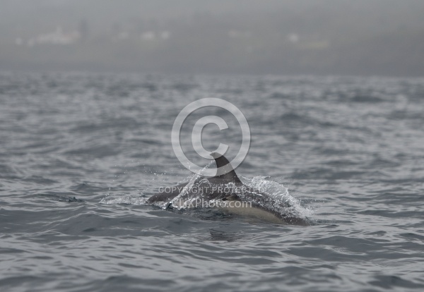 Whale Watching Azores