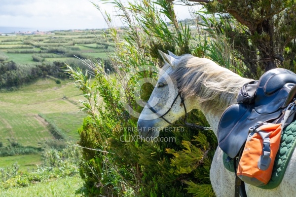 On The Trails in the Azores with Wild Women Expeditions