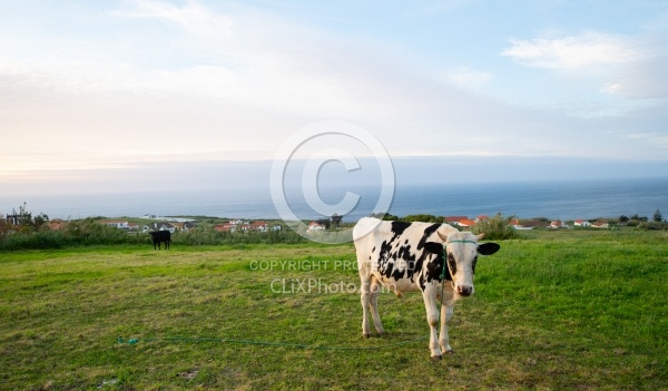 Town of Cedros Faial Azores