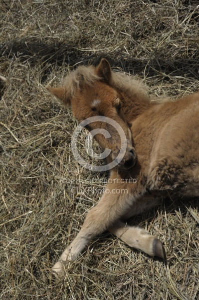 Miniature Horse Foal