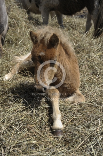 Miniature Horse Foal