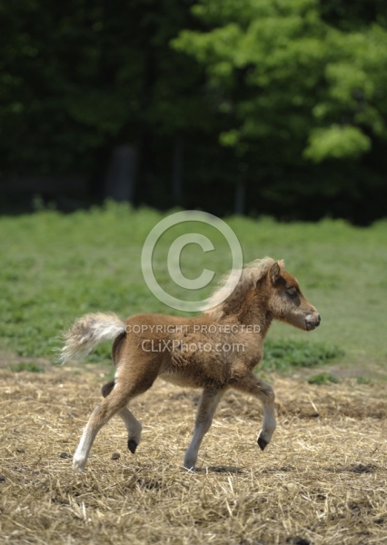 Miniature Horse Foal
