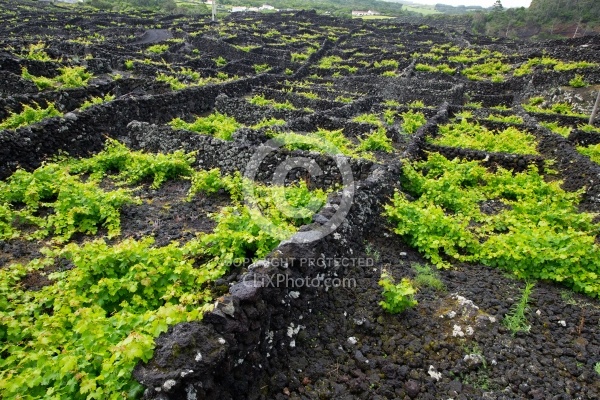 Trip to Pico Island