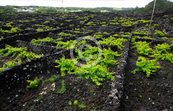 Trip to Pico Island