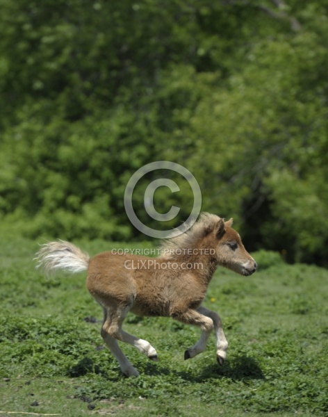 Miniature Horse Foal