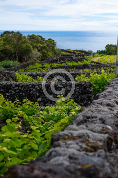 Trip to Pico Island