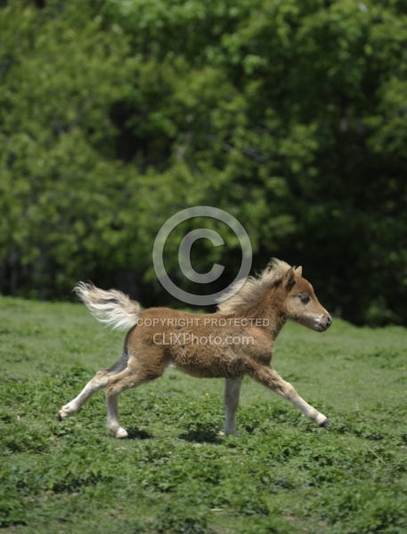 Miniature Horse Foal