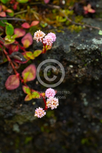 Flowers of the Azores
