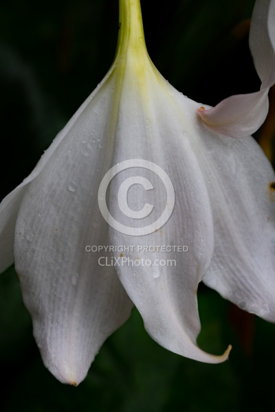 Flowers of the Azores