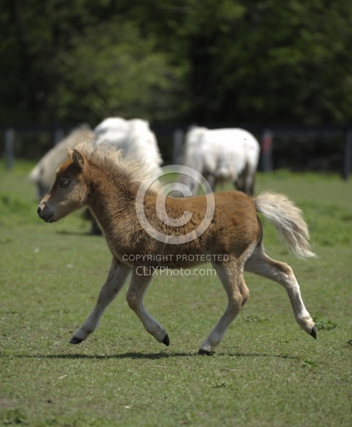 Miniature Horse Foal
