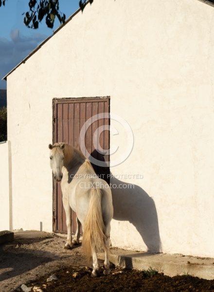 Javor Equestrian Centre Croatia