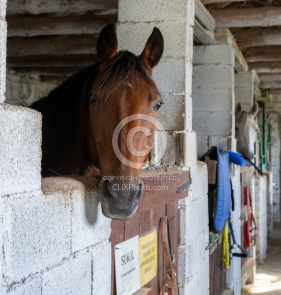 Javor Equestrian Centre Croatia