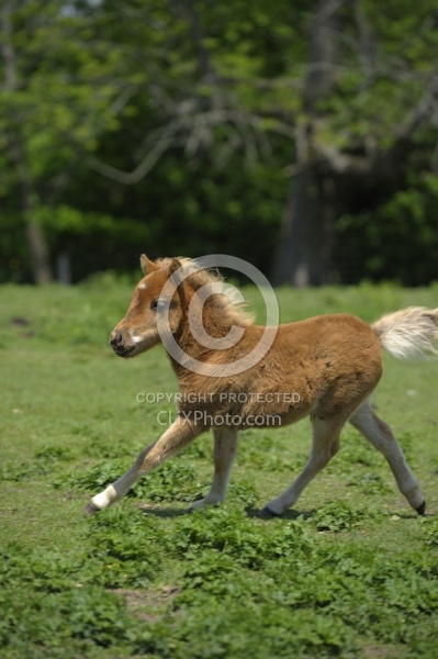 Miniature Horse Foals