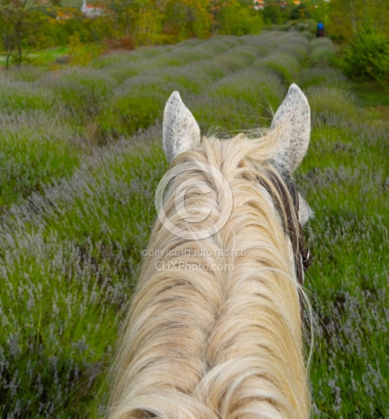 ON The Trails Croatia Ride