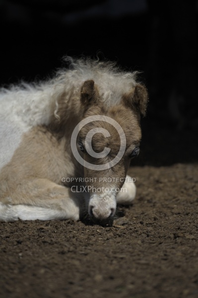 Miniature Horse Foals