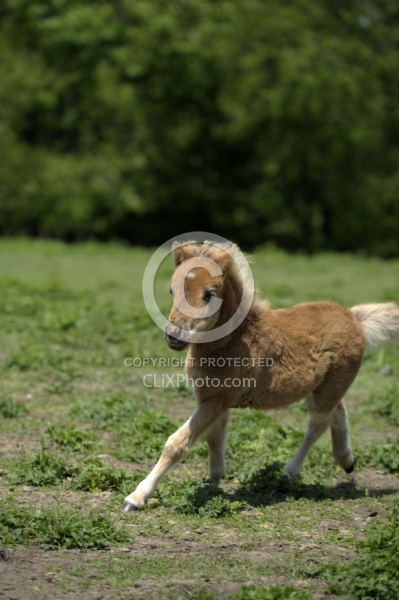 Miniature Horse Foals