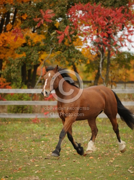 Welsh Cob Free Running