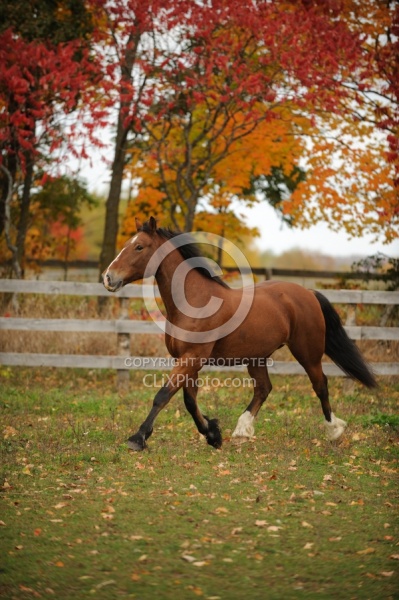 Welsh Cob Free Running