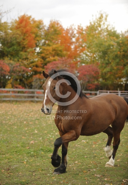 Welsh Cob Free Running