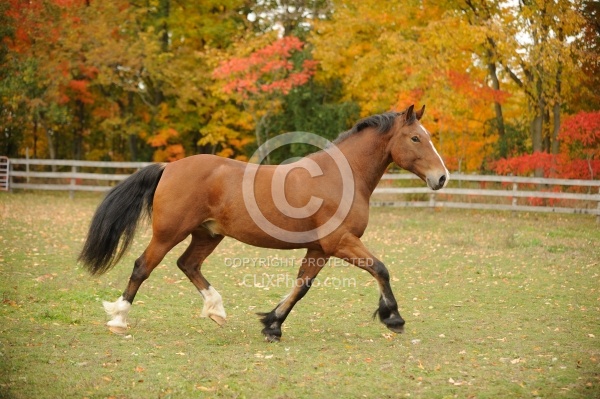 Welsh Cob Free Running