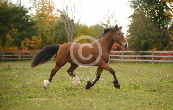 Welsh Cob Free Running