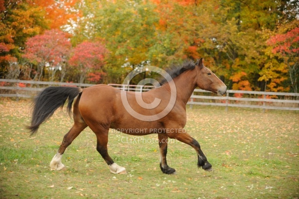 Welsh Cob Free Running