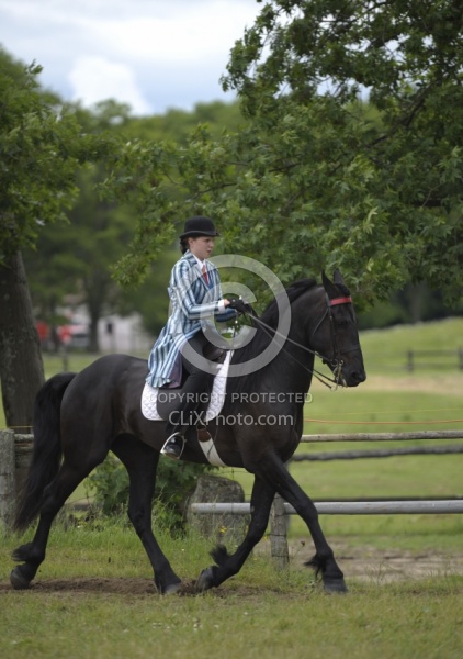 Friesian Ridden Saddle Seat