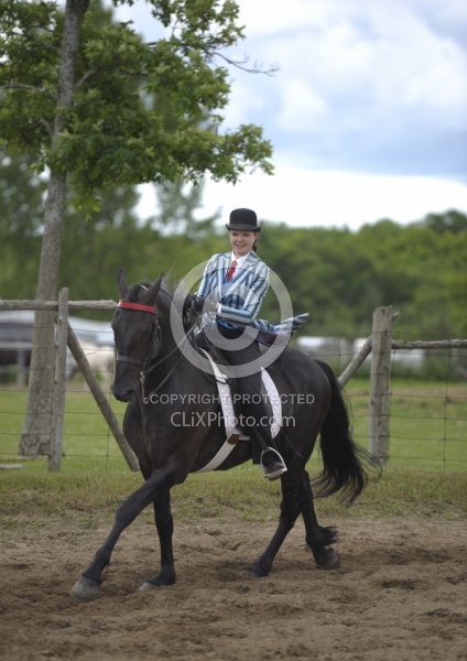 Friesian Ridden Saddle Seat