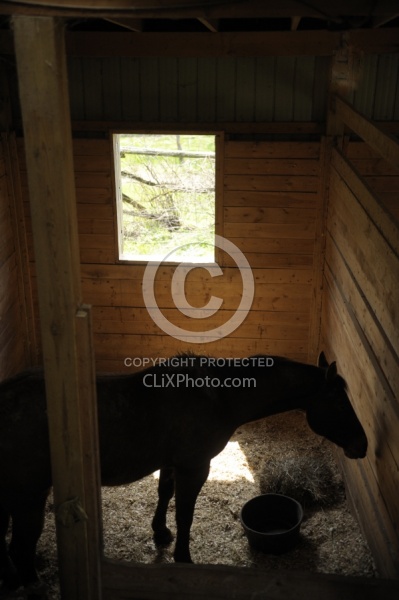 Sick Horse in Stall