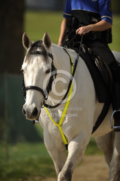 Reflective Wear on Horses