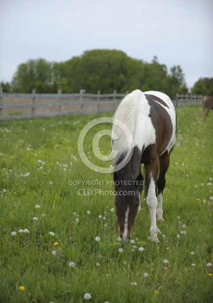 Paint Grazing in Lush Pasture