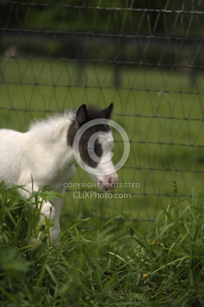Miniature Horse Foals