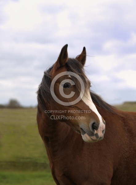 Clydesdale Cross Portrait
