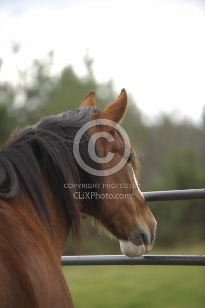Clydesdale Cross Portrait