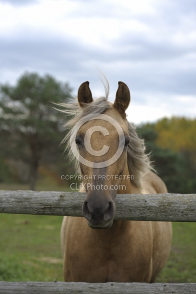 Palomino Morgan Portrait
