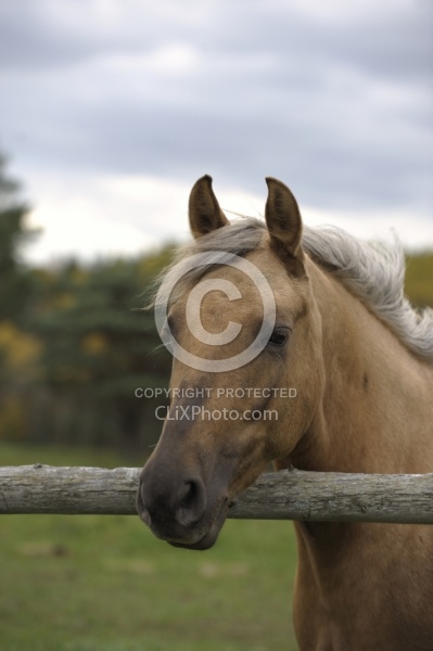 Palomino Morgan Portrait