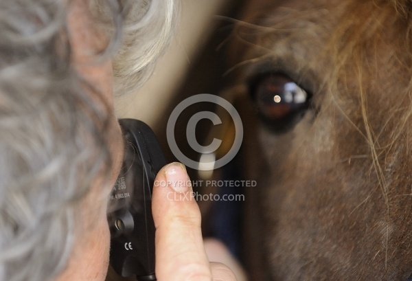 Vet Checking Eye