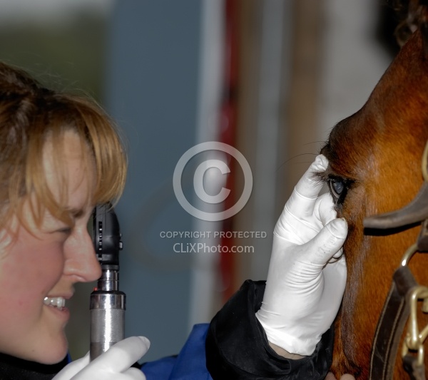 Vet Checking Eye