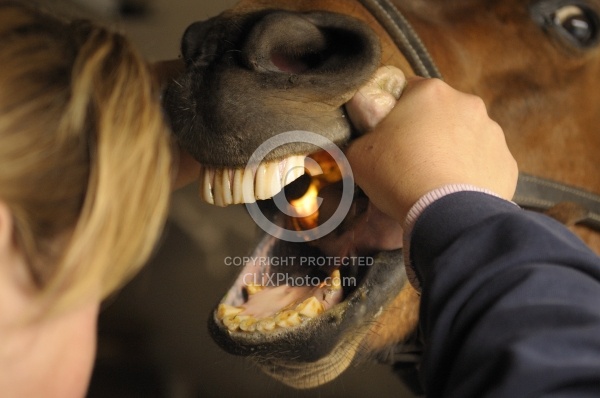 Vet Checking Teeth