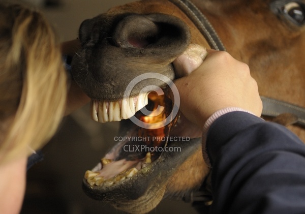 Vet Checking Teeth