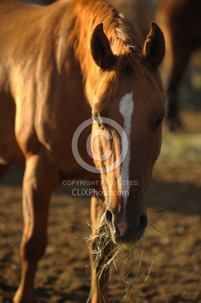 Eating Hay