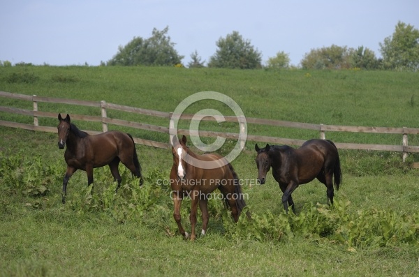 Hanoverians Free Running