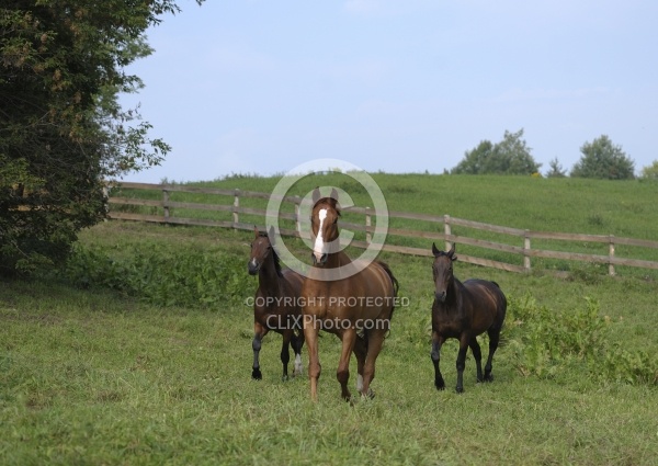 Hanoverians Free Running