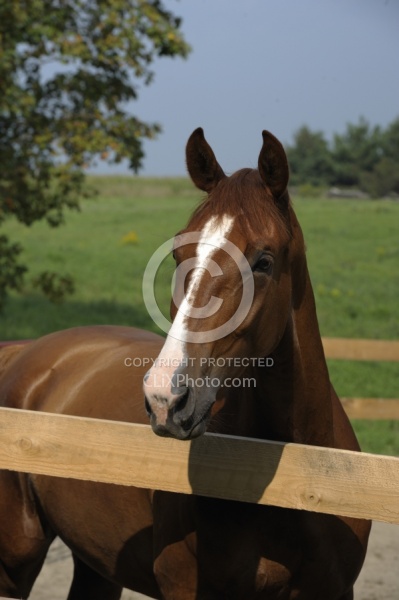 Hanoverian Portrait